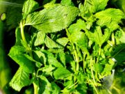 A Callander containing fresh, colorful mint tea leaves and stems that have been freshly washed.